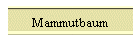 Mammutbaum